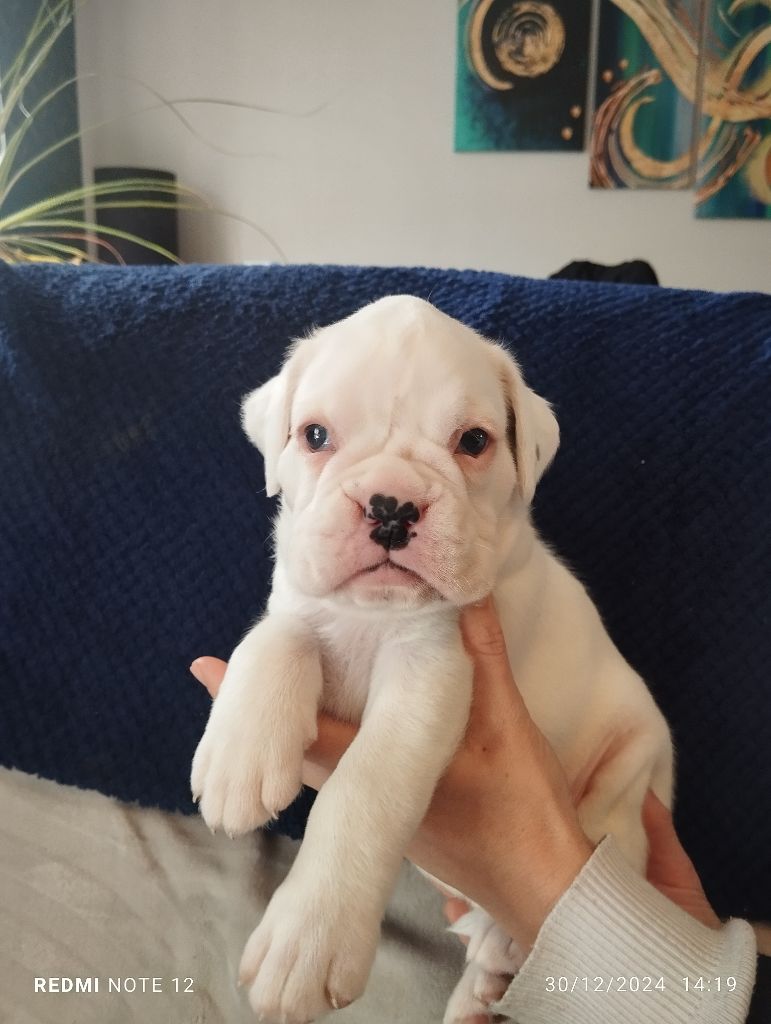 Du Moulin De Kergoff - Chiot disponible  - Boxer