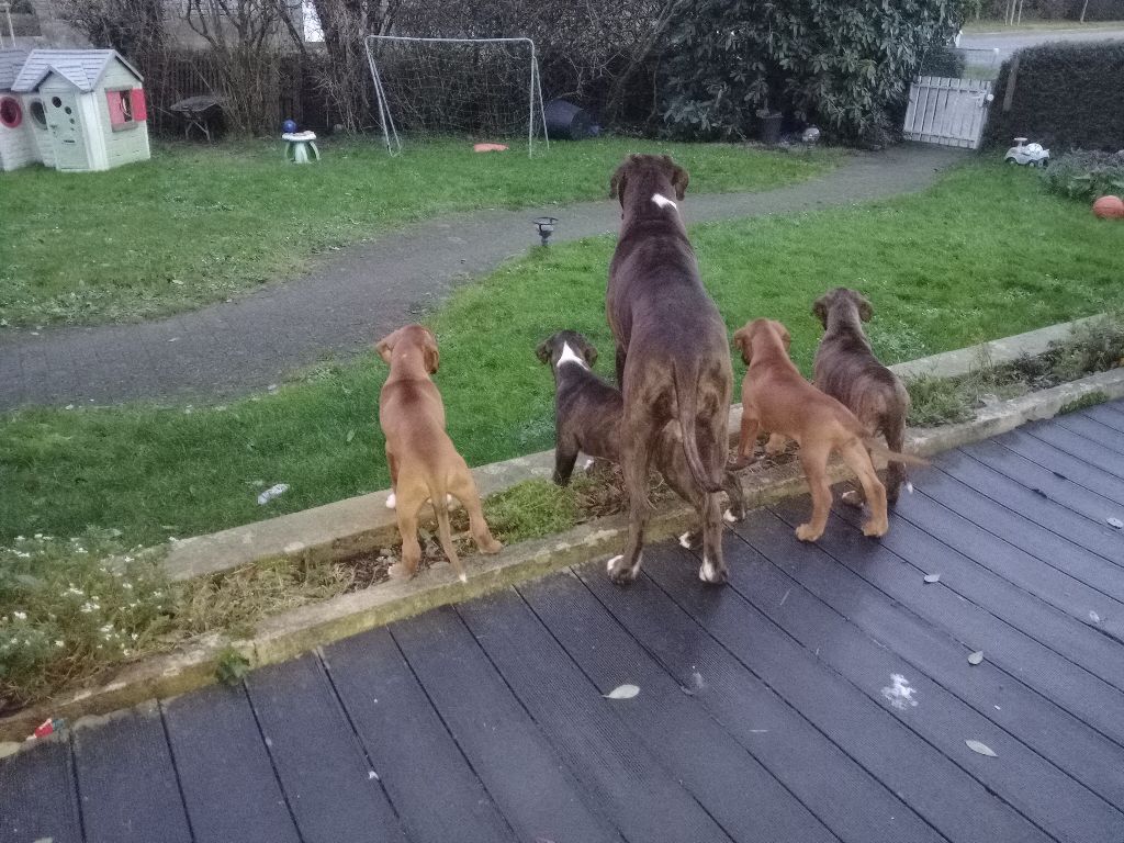 Chiot Boxer Du Moulin De Kergoff